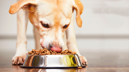 SAÚDE E ALIMENTAÇÃO